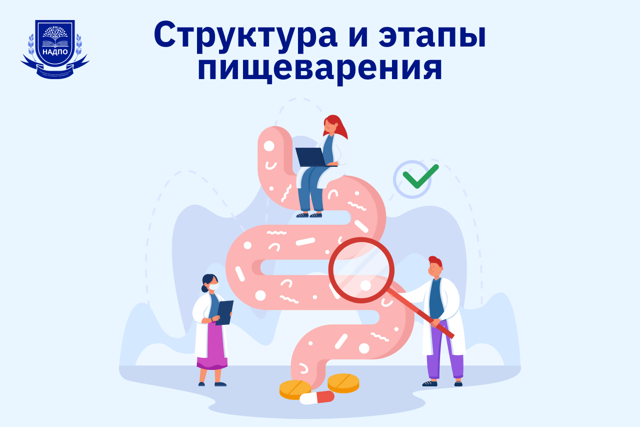 Структура и этапы пищеварения